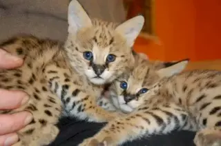 Hermoso gatito F1 savannah en