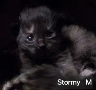 Stormy Ray