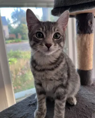 Noodle - No Longer Accepting Applications