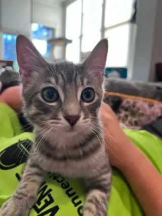 Noodle - No Longer Accepting Applications