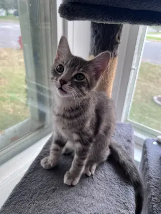Noodle - No Longer Accepting Applications