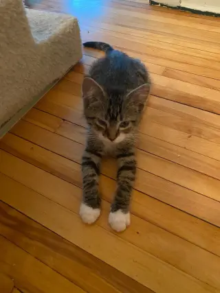 Nick Rivers (FeLV+)