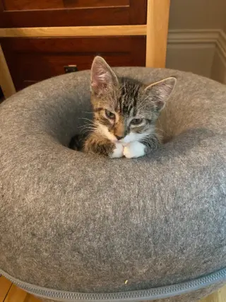 Nick Rivers (FeLV+)