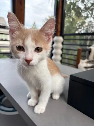 Milo - Pending Adoption