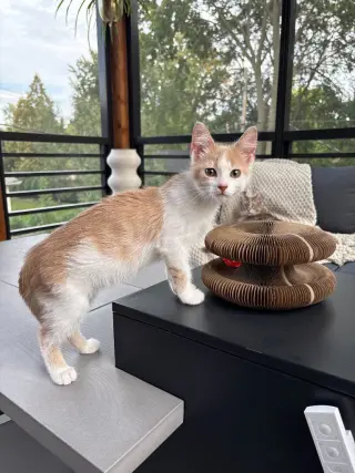 Milo - Pending Adoption