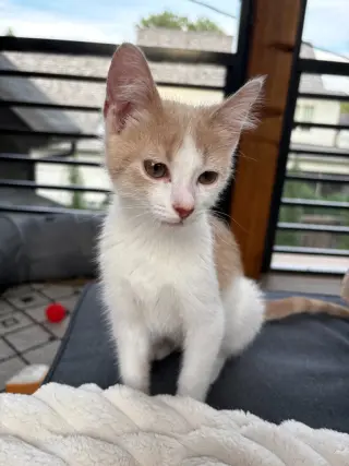 Milo - Pending Adoption