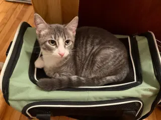 Hillary Flammond (FeLV+)