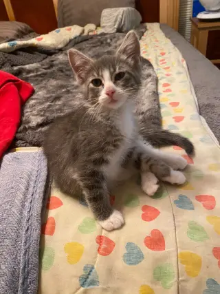 Hillary Flammond (FeLV+)