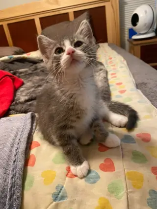 Hillary Flammond (FeLV+)