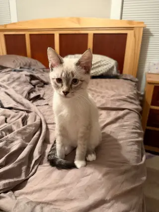 Francis (FeLV+)