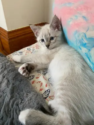 Francis (FeLV+)