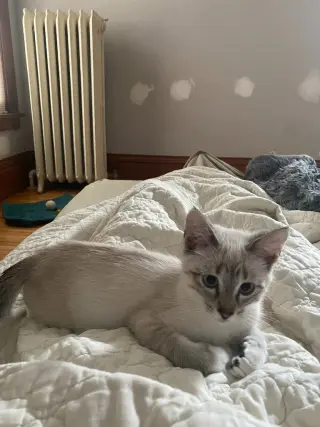 Francis (FeLV+)