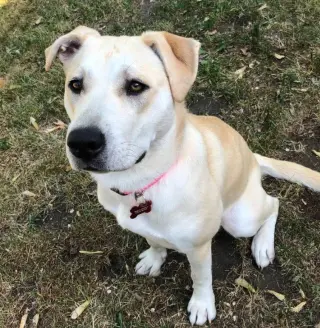 Elsie