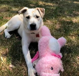 Elsie