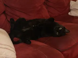 Echo