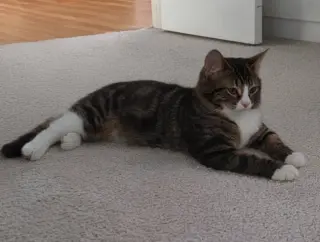 Daphne