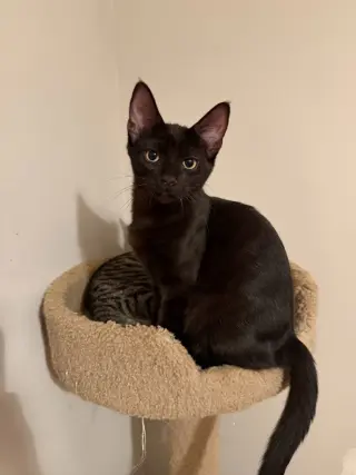 Chocolate Mousse (FeLV+)