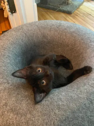 Chocolate Mousse (FeLV+)