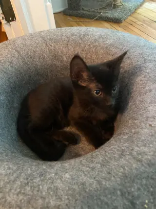 Chocolate Mousse (FeLV+)