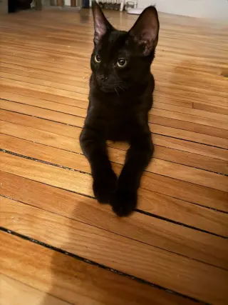 Chocolate Mousse (FeLV+)