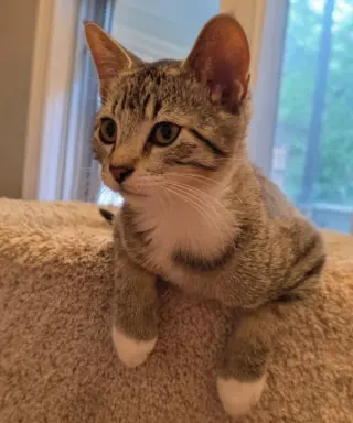 Archie