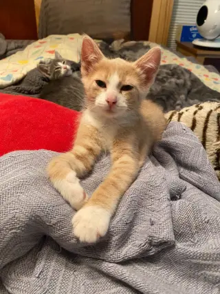 Agent Cedric (FeLV+)