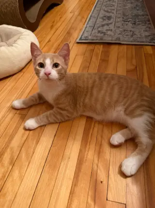 Agent Cedric (FeLV+)