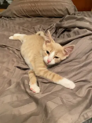 Agent Cedric (FeLV+)