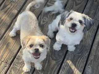 Benson and Bailey