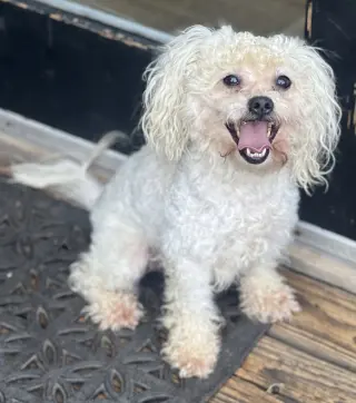 Toby