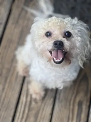 Toby