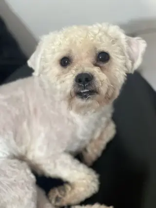 Toby