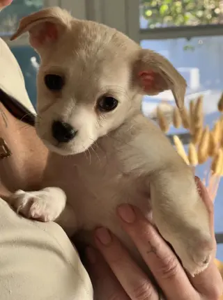 Mochi