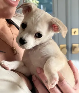 Mochi