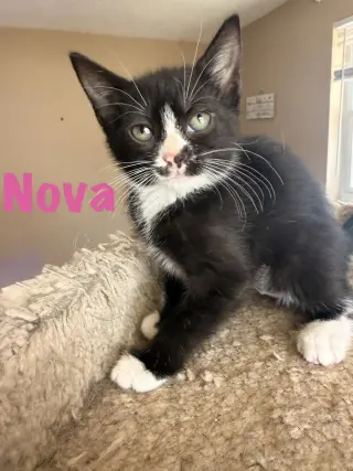 Nova