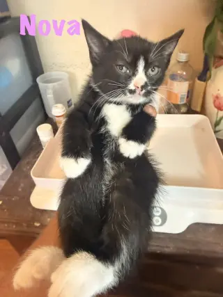 Nova