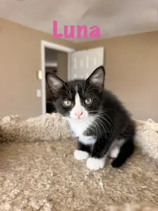 Luna