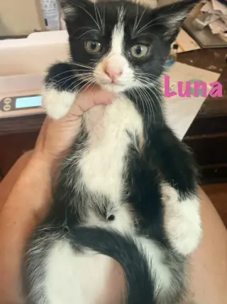 Luna