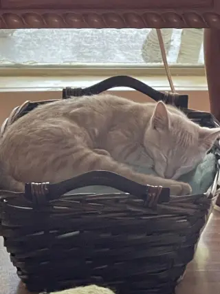 Opal Ann