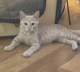 Opal Ann