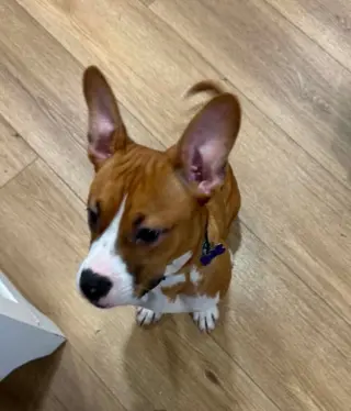 Zeke