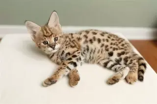 Hermoso gatito F1 savannah en