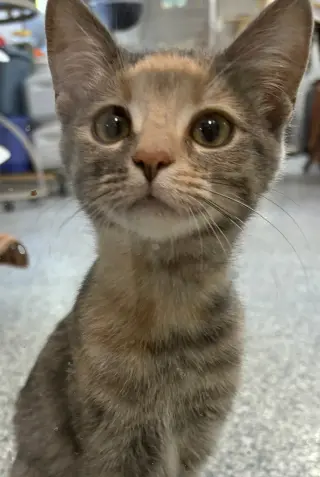 Patches * IN FOSTER *