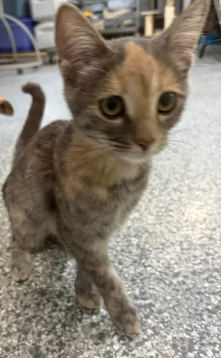 Patches * IN FOSTER *