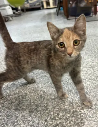 Patches * IN FOSTER *