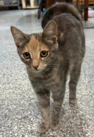 Patches * IN FOSTER *