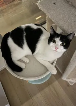 Mama Moo