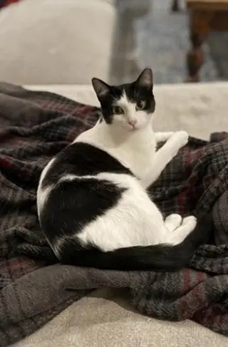 Mama Moo