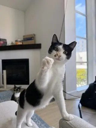 Mama Moo