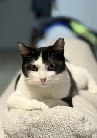 Mama Moo